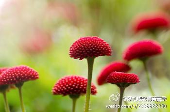 蔡礼旭老师菁言录