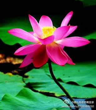 蔡礼旭老师菁言录