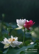 蔡礼旭老师菁言录