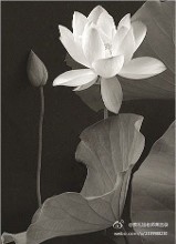 蔡礼旭老师菁言录