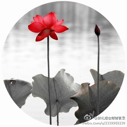 蔡礼旭老师菁言录