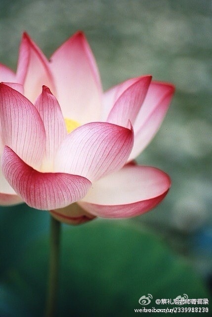 蔡礼旭老师菁言录