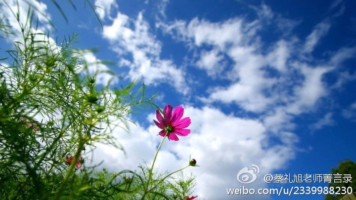 蔡礼旭老师菁言录