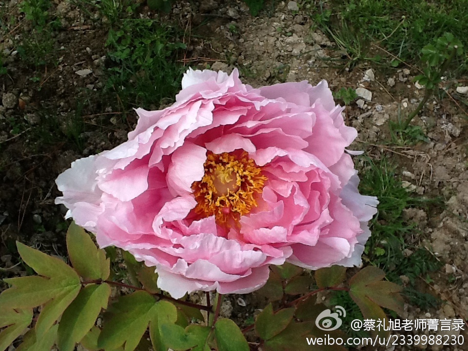 蔡礼旭老师菁言录