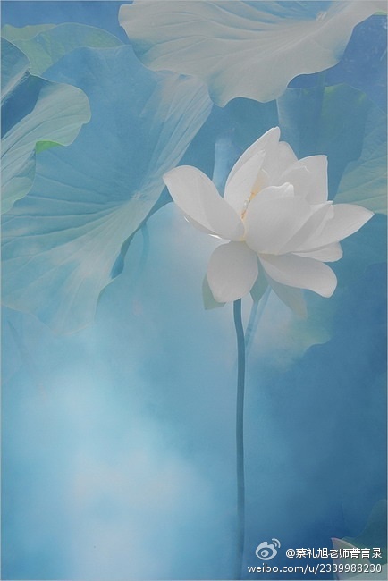 蔡礼旭老师菁言录