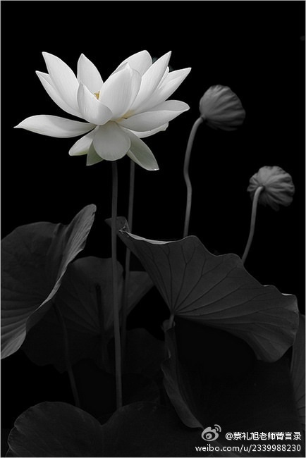 蔡礼旭老师菁言录