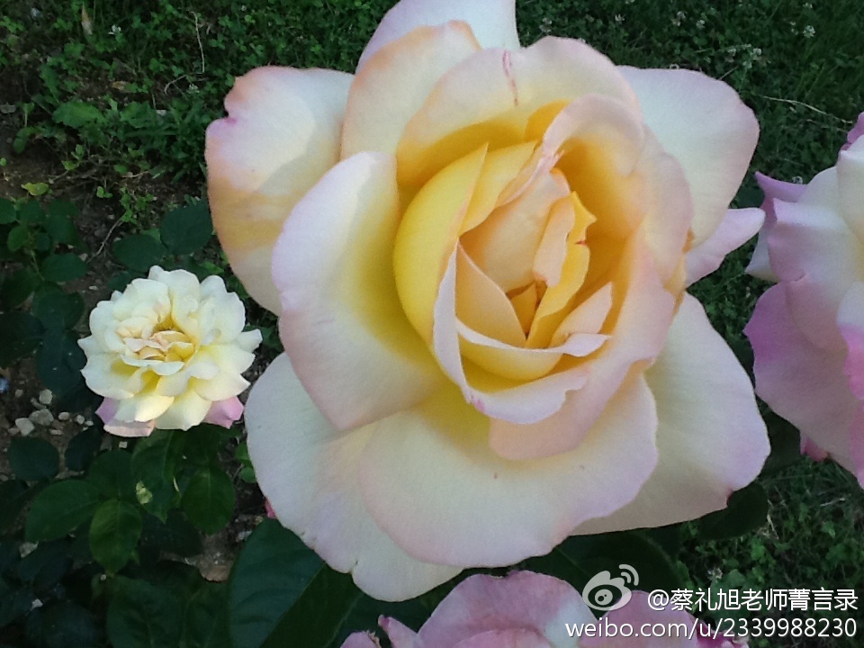 蔡礼旭老师菁言录