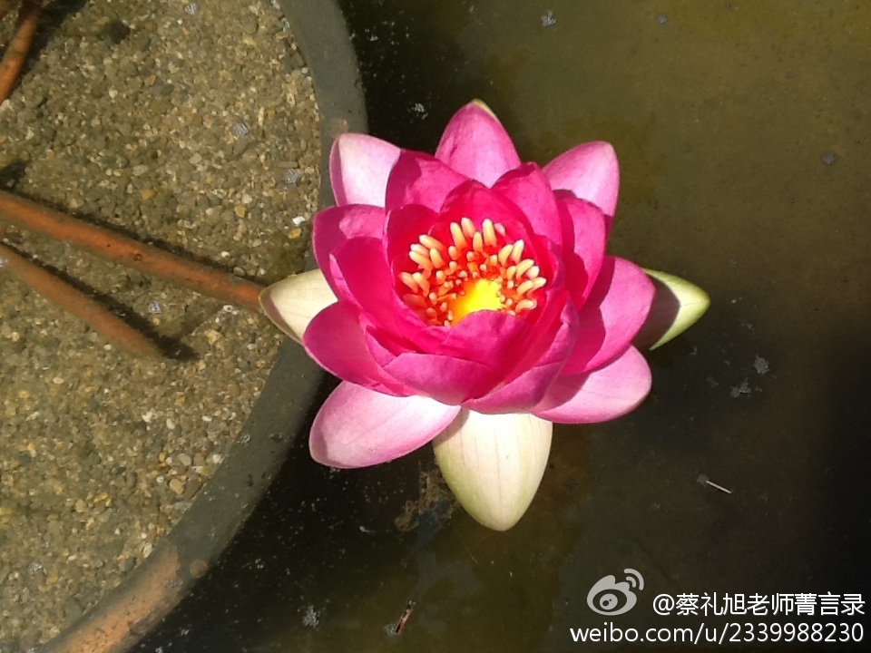 蔡礼旭老师菁言录