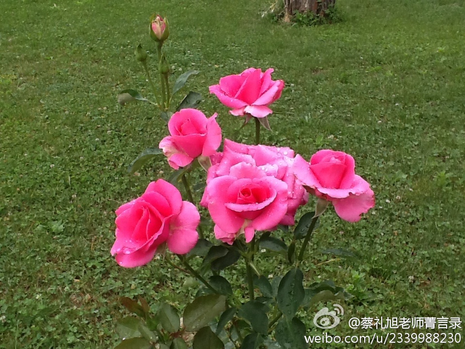 蔡礼旭老师菁言录