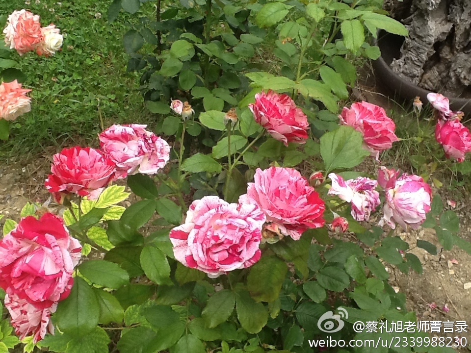 蔡礼旭老师菁言录