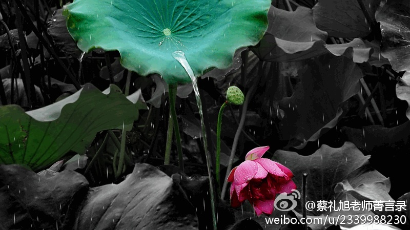 蔡礼旭老师菁言录