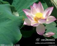 蔡礼旭老师菁言录