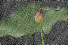 蔡礼旭老师菁言录