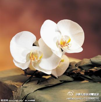 蔡礼旭老师菁言录