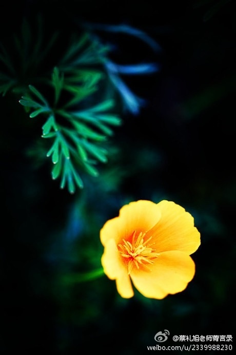 蔡礼旭老师菁言录