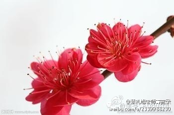 蔡礼旭老师菁言录