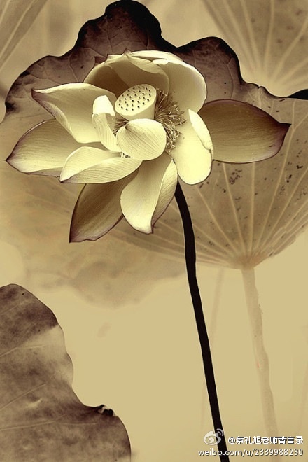 蔡礼旭老师菁言录