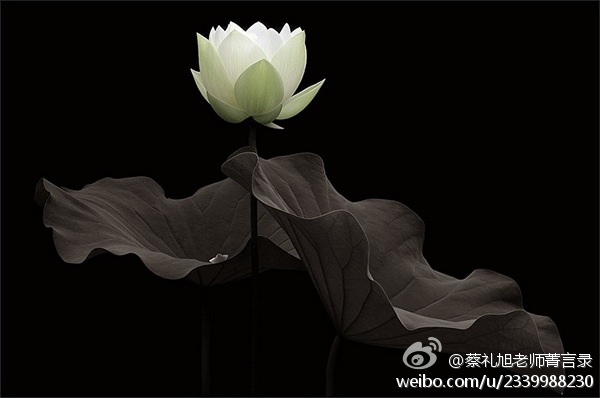 蔡礼旭老师菁言录