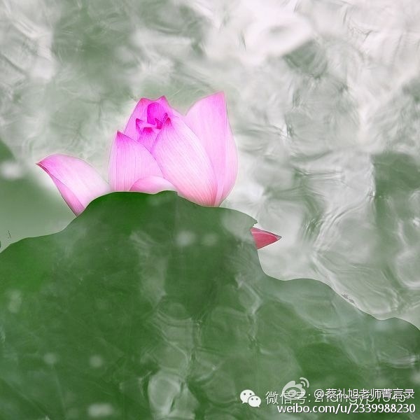 蔡礼旭老师菁言录