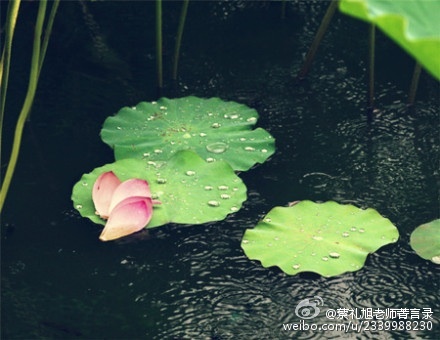 蔡礼旭老师菁言录