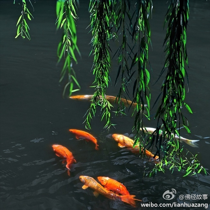 【放生十六利益】1.放生就是改命。2.放生就是解冤。3.放生就是消灾。4.放生就是治病。5.放生就是救亲。6.放生就是得财。7.放生就是延寿。 8.放生就是福善。9.放生就是救命。10.放生就是还债。11.放生就是救急。12.放生就是慈悲。13.放生就是觉悟。14.放生就是实践。15.放生就是方便。16.放生能助生西。