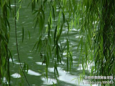 慈悲菩提施食家园