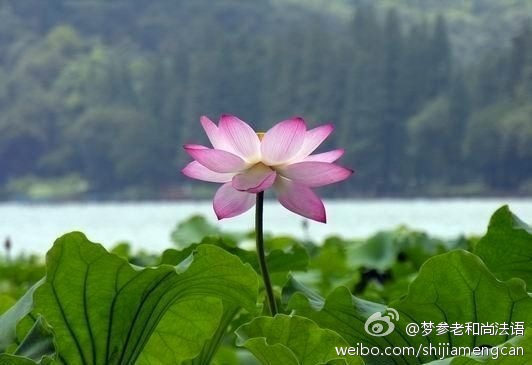 梦参老和尚法语