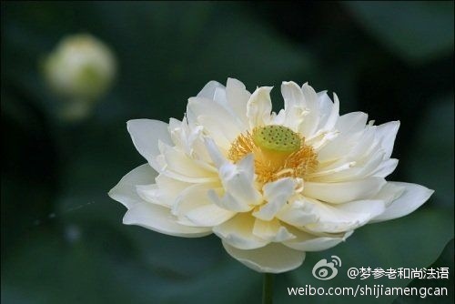 梦参老和尚法语