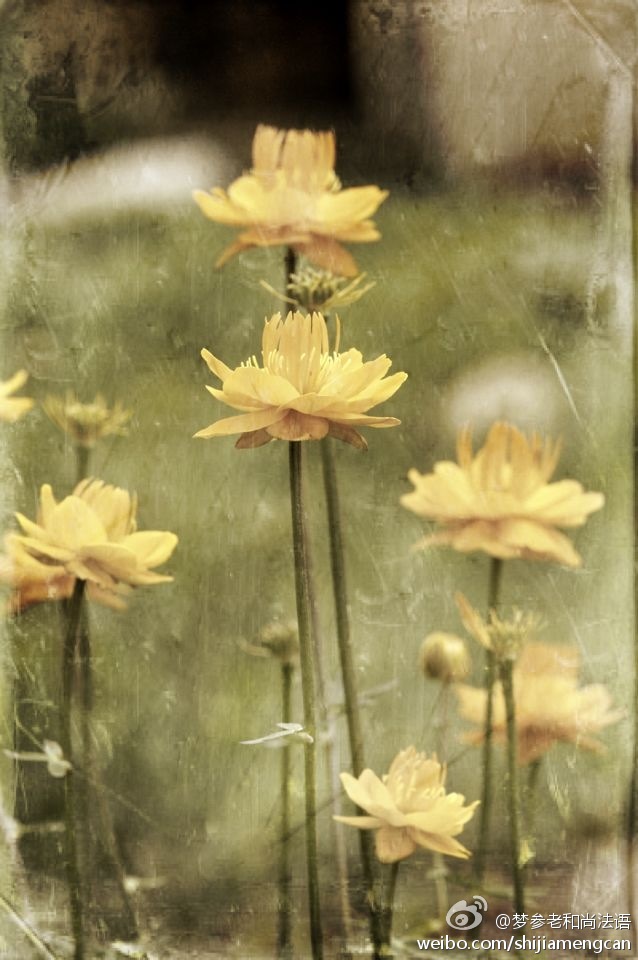 梦参老和尚法语