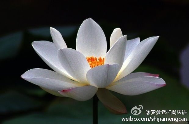 梦参老和尚法语