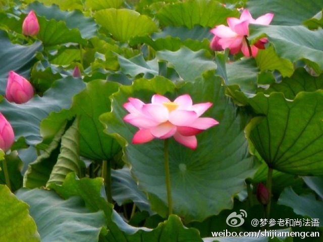 梦参老和尚法语