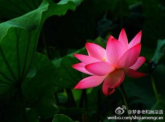 梦参老和尚法语