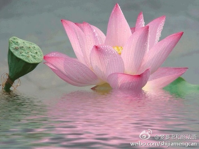 梦参老和尚法语