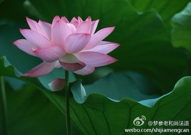 梦参老和尚法语