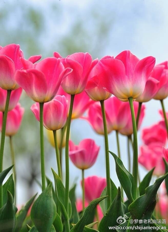 梦参老和尚法语