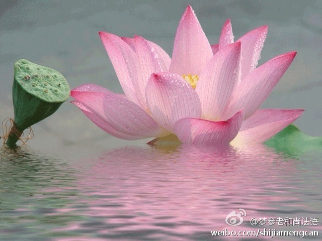 梦参老和尚法语