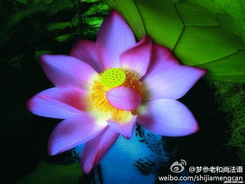 梦参老和尚法语