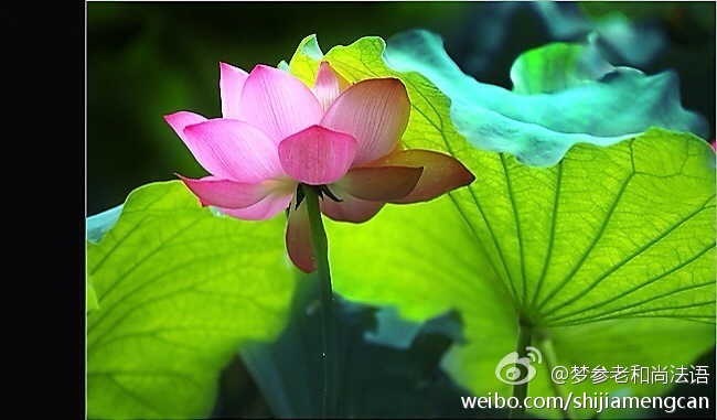 梦参老和尚法语