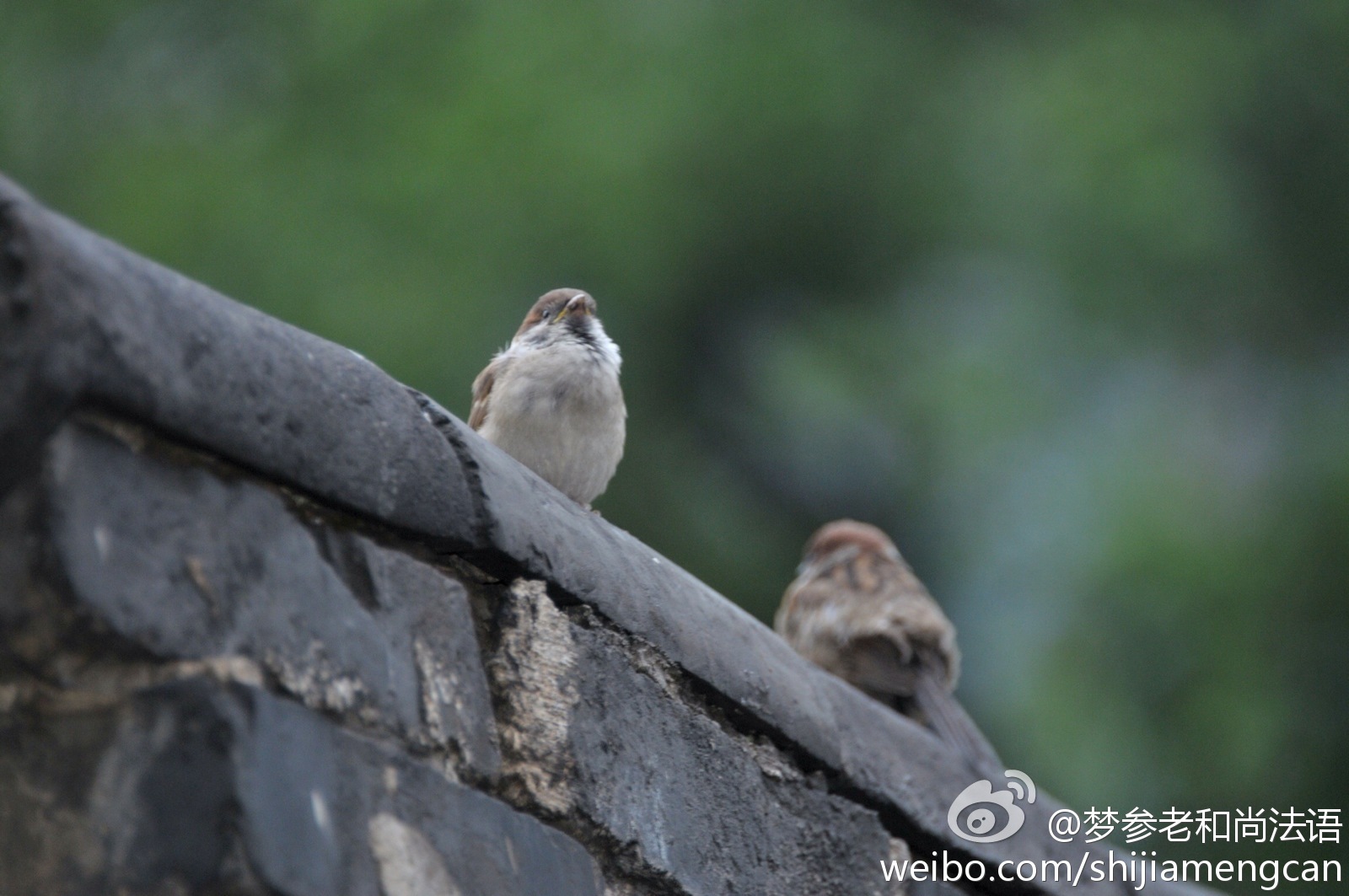 梦参老和尚法语