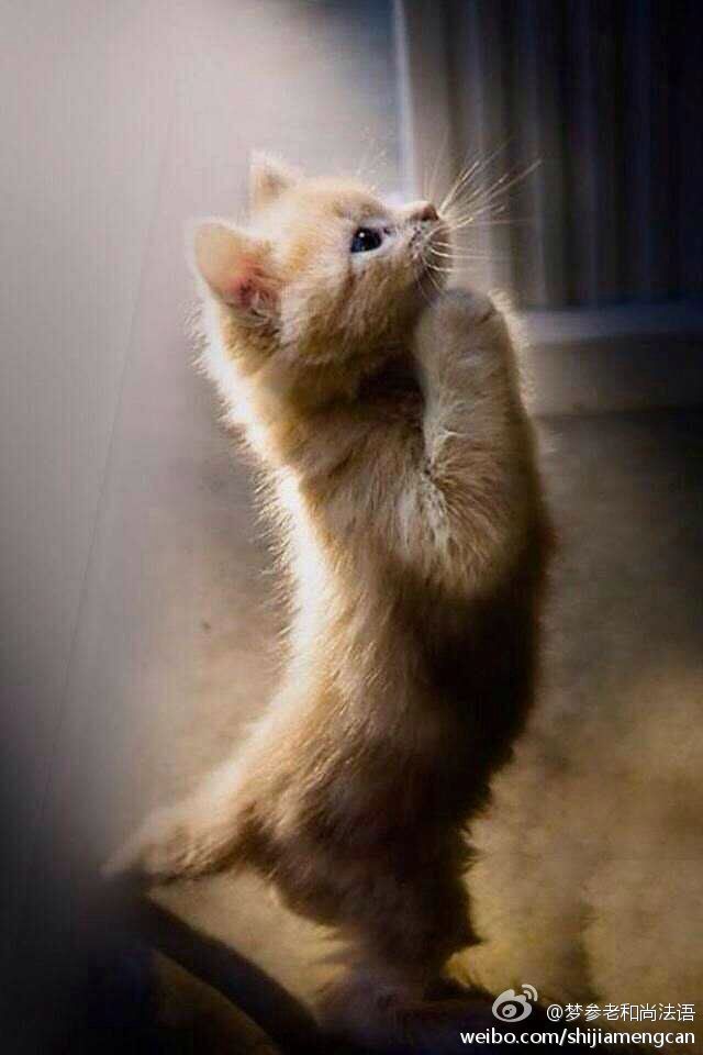 梦参老和尚法语