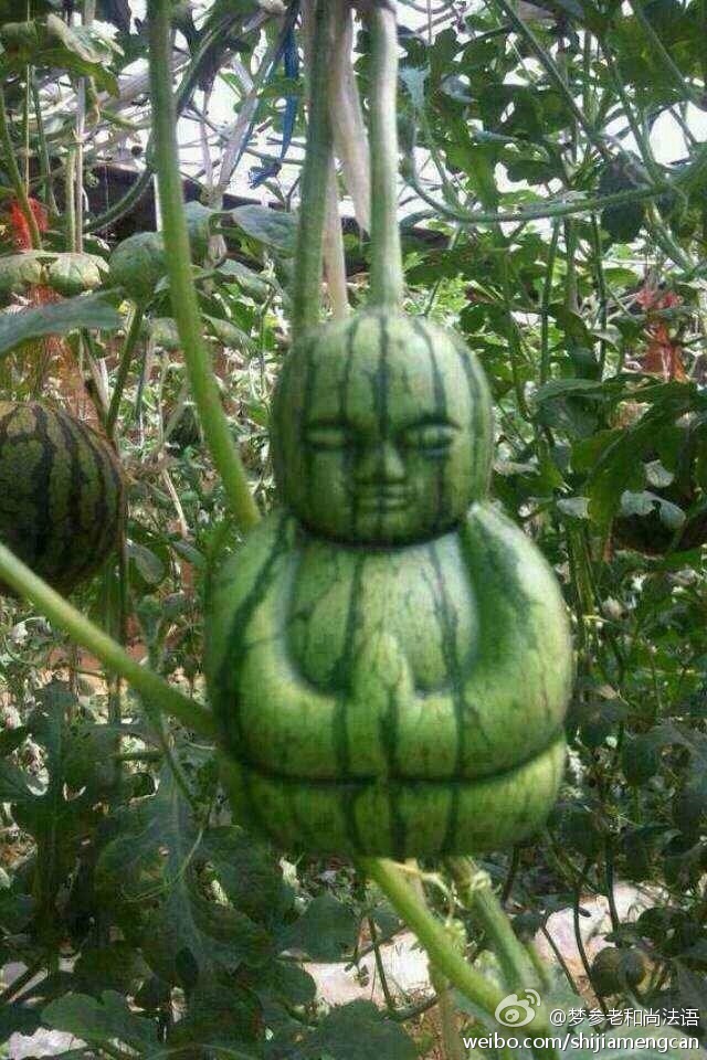 梦参老和尚法语