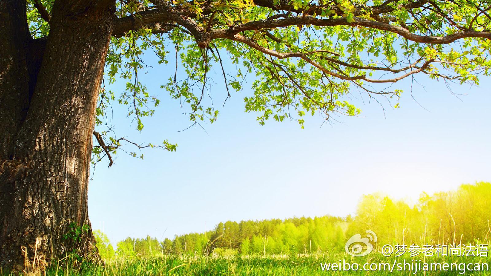 梦参老和尚法语