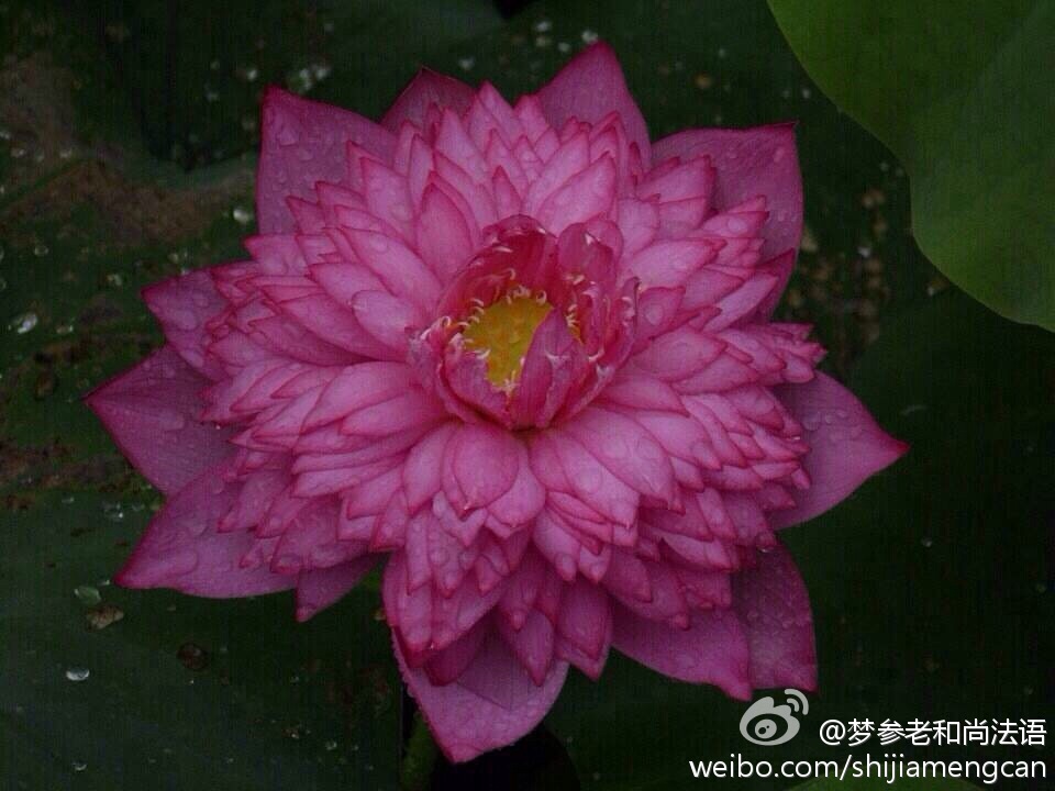 梦参老和尚法语