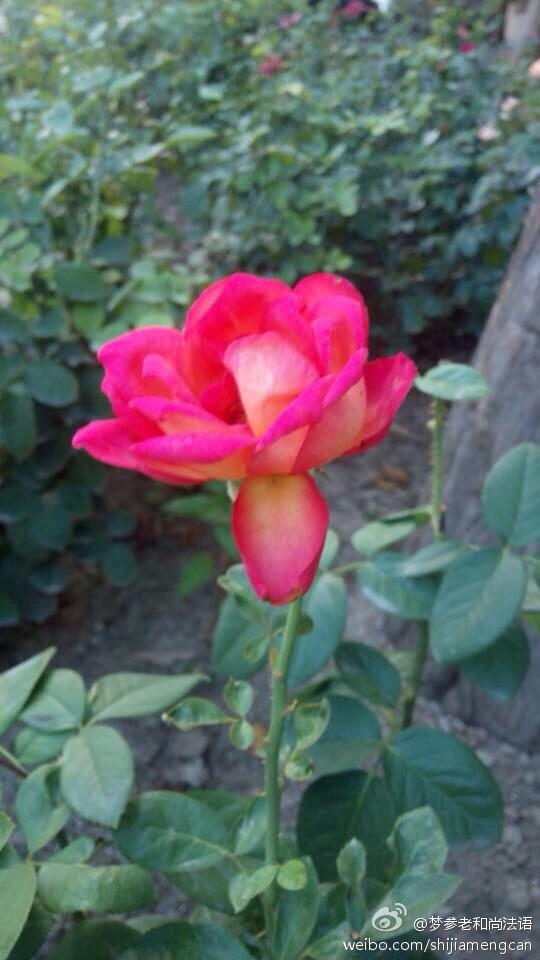 梦参老和尚法语