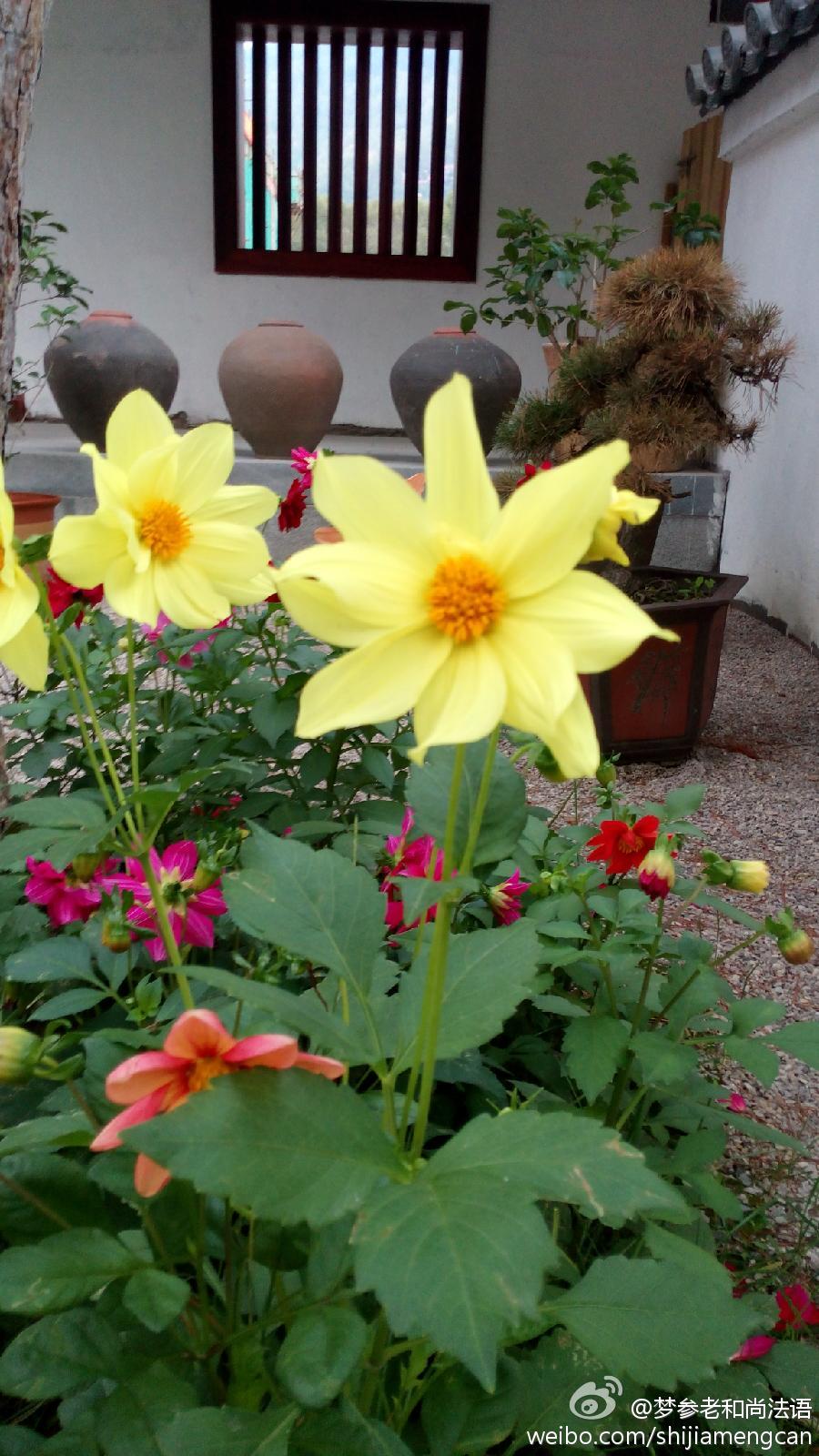 梦参老和尚法语