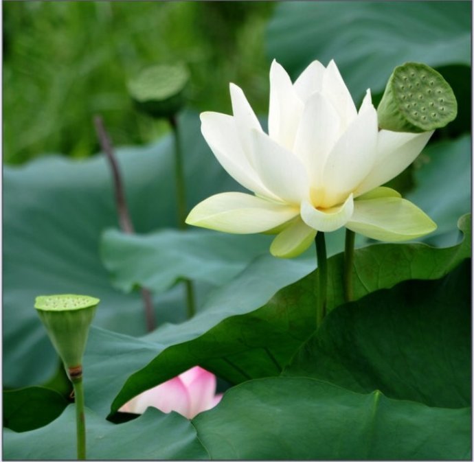 印光法师文钞菁华录