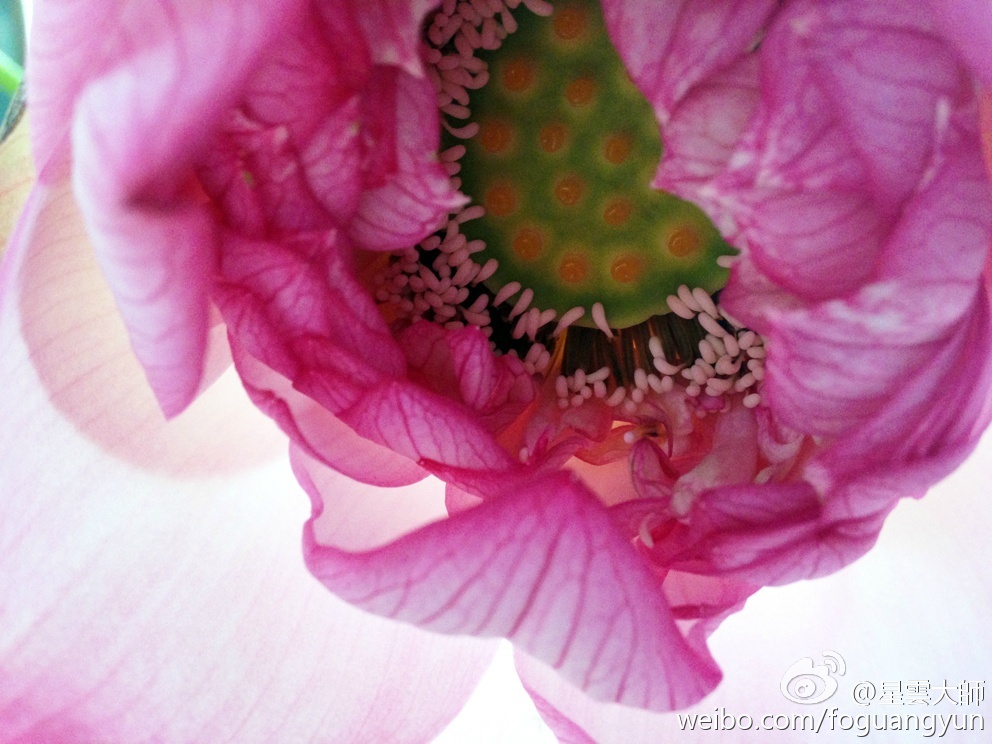 生活在五浊恶世，不必逃避，只要在心田存养佛法，即如同污泥中的莲花，能吐露芬芳的香气。