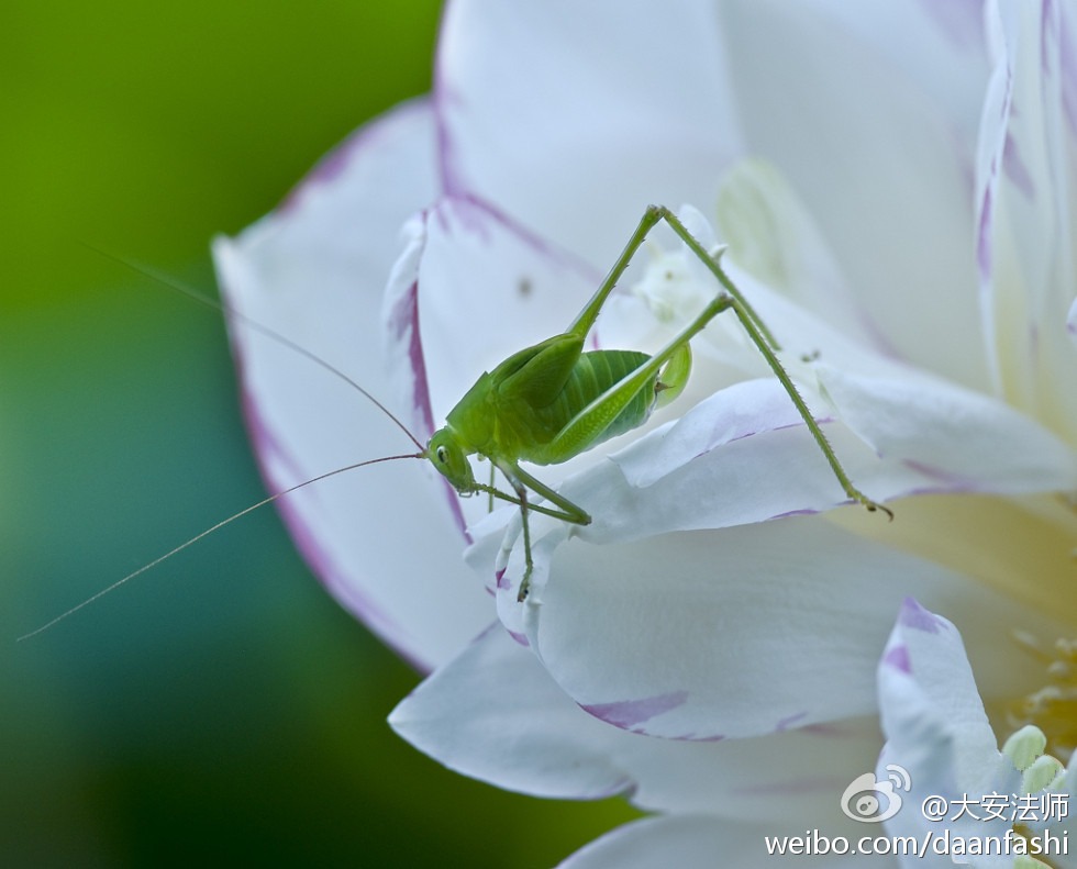 大安法师