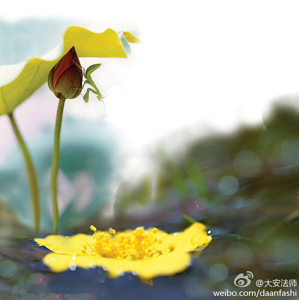 大安法师