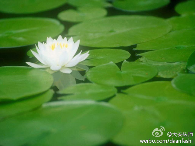 大安法师